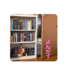 ビションフリーゼのこもも（個別スタンプ：10）