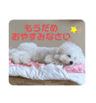 ビションフリーゼのこもも（個別スタンプ：22）