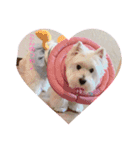 ♡ウエスティりりぃ♡（個別スタンプ：10）