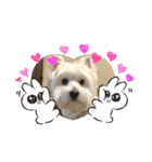 ♡ウエスティりりぃ♡（個別スタンプ：13）