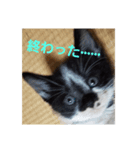 レオの記録2（個別スタンプ：3）