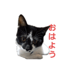 レオの記録2（個別スタンプ：4）