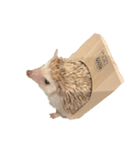 ハリネズミのかお（個別スタンプ：8）