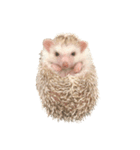 ハリネズミのかお（個別スタンプ：13）