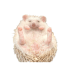 ハリネズミのかお（個別スタンプ：16）