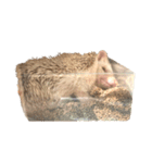 ハリネズミのかお（個別スタンプ：31）