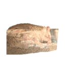 ハリネズミのかお（個別スタンプ：32）