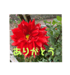花✖︎華（個別スタンプ：6）