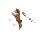 inari_tok（個別スタンプ：8）