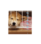inari_tok（個別スタンプ：14）