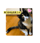 三毛猫☆COCOちゃん☆2（個別スタンプ：1）