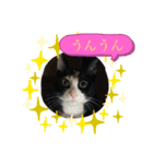 三毛猫☆COCOちゃん☆2（個別スタンプ：2）