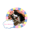 三毛猫☆COCOちゃん☆2（個別スタンプ：4）