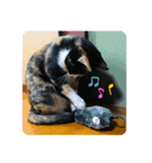 三毛猫☆COCOちゃん☆2（個別スタンプ：6）