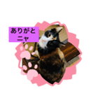 三毛猫☆COCOちゃん☆2（個別スタンプ：7）