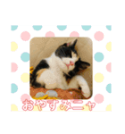 三毛猫☆COCOちゃん☆2（個別スタンプ：8）