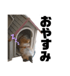 わんLife（個別スタンプ：2）