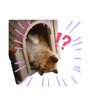 わんLife（個別スタンプ：4）