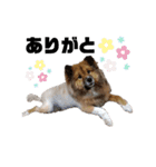 わんLife（個別スタンプ：8）