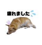 わんLife（個別スタンプ：9）