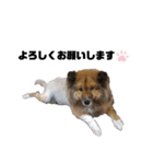 わんLife（個別スタンプ：11）