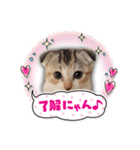 三毛猫ももちゃん15（個別スタンプ：6）