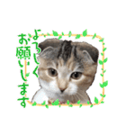 三毛猫ももちゃん15（個別スタンプ：31）