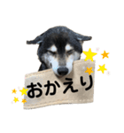 黒柴のなっちゃんスタンプ（個別スタンプ：7）