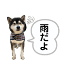 黒柴のなっちゃんスタンプ（個別スタンプ：10）