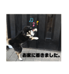 黒柴のなっちゃんスタンプ（個別スタンプ：13）