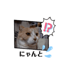 のんびりライカくん（個別スタンプ：4）