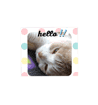 のんびりライカくん2（個別スタンプ：1）