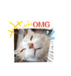 のんびりライカくん2（個別スタンプ：15）