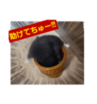 ハムスタンプ Ver．1（個別スタンプ：1）