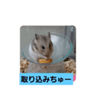 ハムスタンプ Ver．1（個別スタンプ：5）