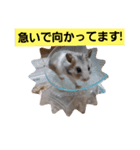 ハムスタンプ Ver．1（個別スタンプ：7）