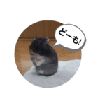 ハムスタンプ Ver．1（個別スタンプ：8）