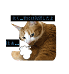 うるさくて、心に響く猫スタンプ（個別スタンプ：2）