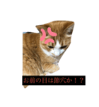 うるさくて、心に響く猫スタンプ（個別スタンプ：3）
