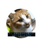 うるさくて、心に響く猫スタンプ（個別スタンプ：4）