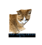 うるさくて、心に響く猫スタンプ（個別スタンプ：5）