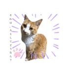 うるさくて、心に響く猫スタンプ（個別スタンプ：6）