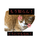うるさくて、心に響く猫スタンプ（個別スタンプ：8）