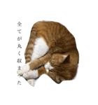 うるさくて、心に響く猫スタンプ（個別スタンプ：9）