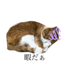 うるさくて、心に響く猫スタンプ（個別スタンプ：10）