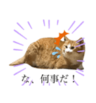 うるさくて、心に響く猫スタンプ（個別スタンプ：11）