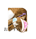 うるさくて、心に響く猫スタンプ（個別スタンプ：12）