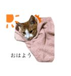 うるさくて、心に響く猫スタンプ（個別スタンプ：13）