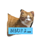 うるさくて、心に響く猫スタンプ（個別スタンプ：14）