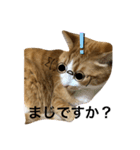 うるさくて、心に響く猫スタンプ（個別スタンプ：15）